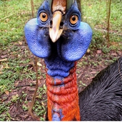 Northern Cassowary